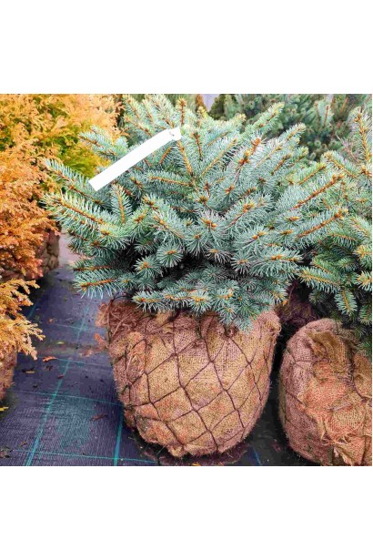 Ялина колюча Глаука Глобоза ком25кг/вис.30-40см/Ø35-40см